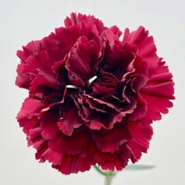 Гвоздика Каролина
